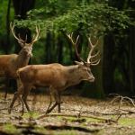 Wald und Flur - Wildfleisch, Pilze & Rotwein > AUSGEBUCHT <