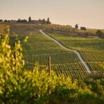 * NEU * Wein Tasting mit der Vinoteca Gardasee "Toskana Maremma und Bolgheri"